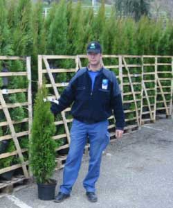 Konifere