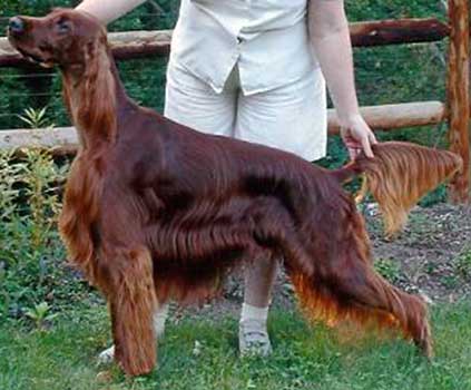Hund