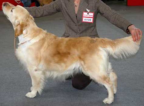 Hund