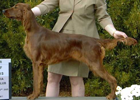 Hund