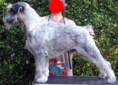 Hund