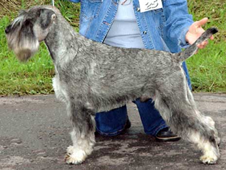 Hund