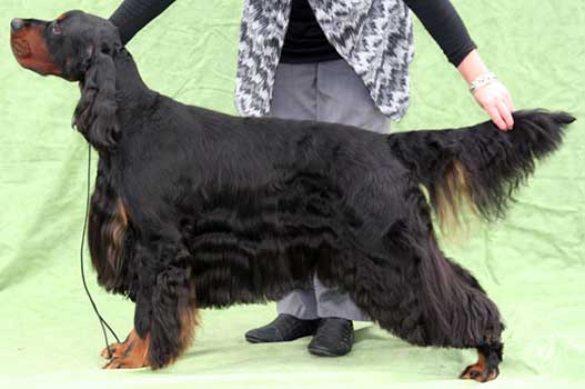 Hund