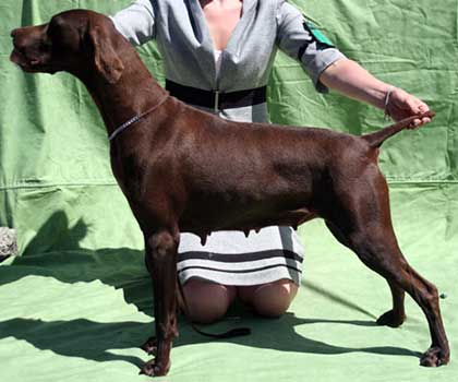 Hund